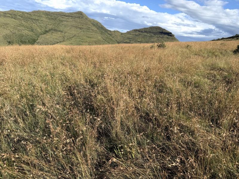 0 Bedroom Property for Sale in Fouriesburg Free State